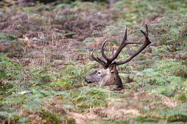 Red deer