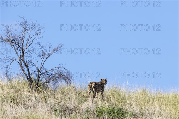 Cheetah