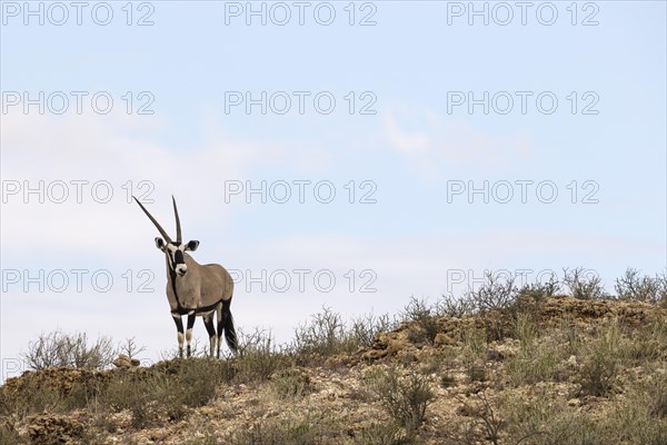 Gemsbok