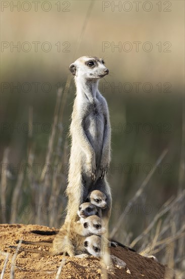 Suricate