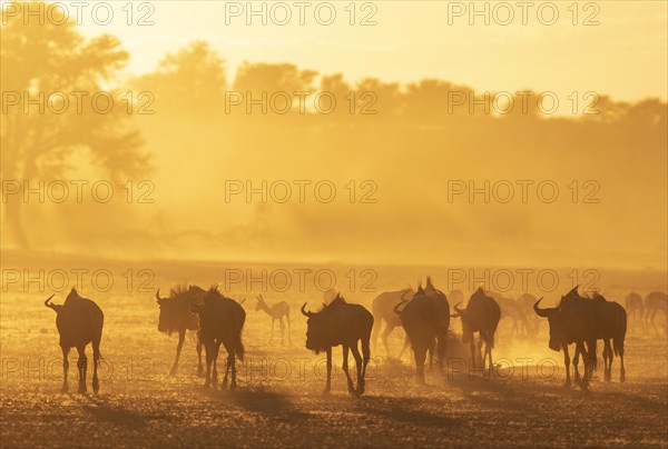 Blue Wildebeest