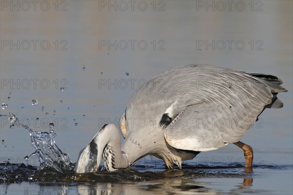 Grey heron