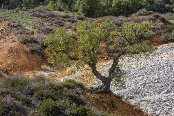 Cork oak in the midst of colourful rubble heaps