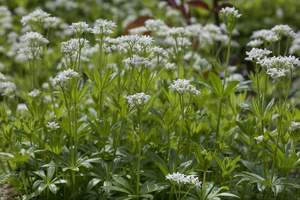 Flowering woodruff