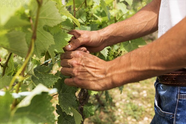 Close up farmer working