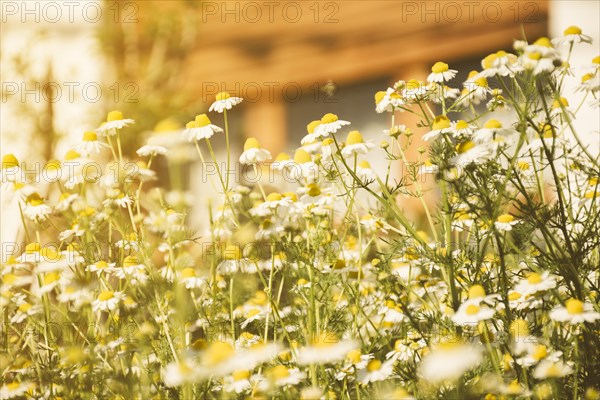 Daisy flower growing meadow