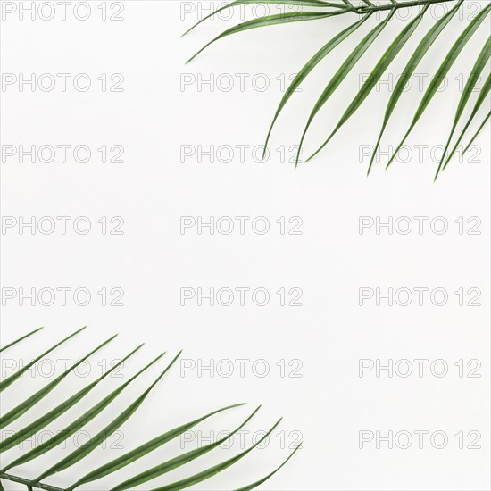 Top view thin plant leaves with copy space