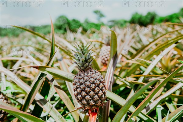 Harvest season and cultivation of pineapples. View of a beautiful growing pineapple plantation. in gardeen. Harvest of pineapple fruits with copy space