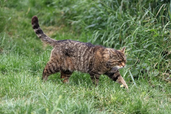 European wildcat