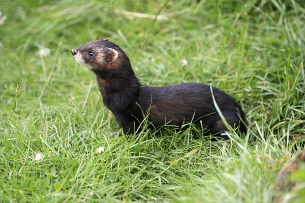 European polecat