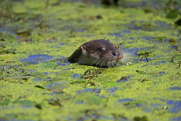 European otter