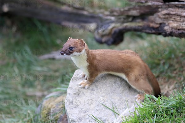 Ermine