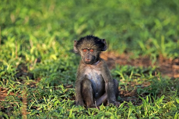 Bear baboon