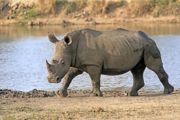 White rhinoceros