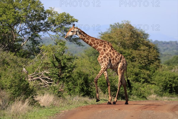 Southern giraffe