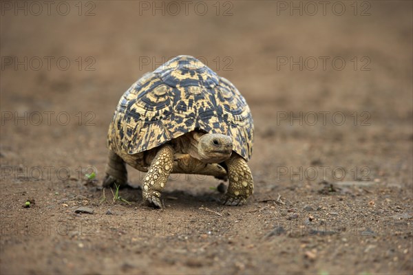 Leopard tortoise