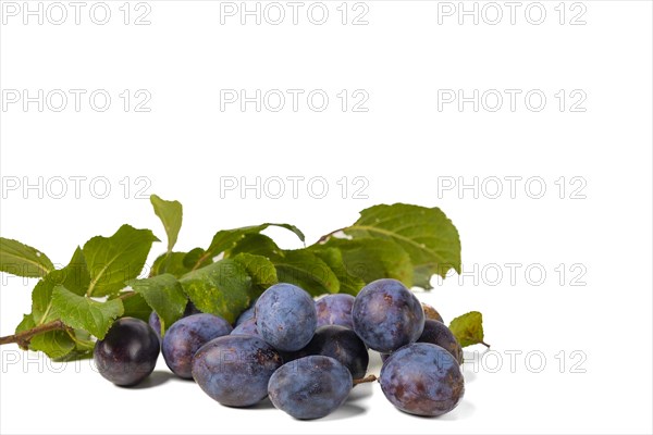 Several plums