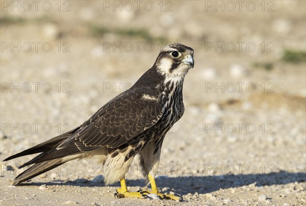 Lanner Falcon