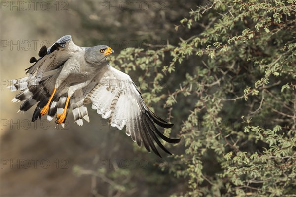 Pale-chanting Goshawk