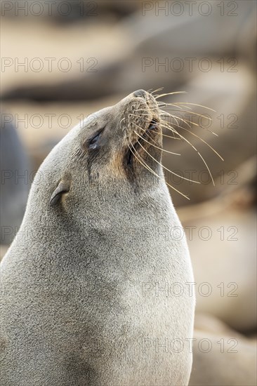 Cape Fur Seal