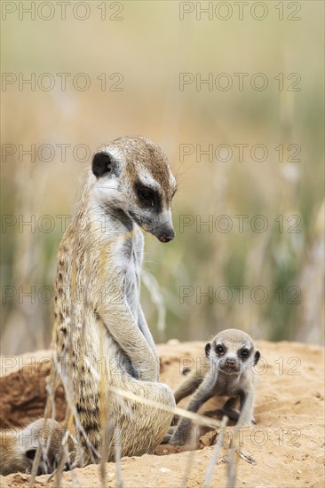 Suricate