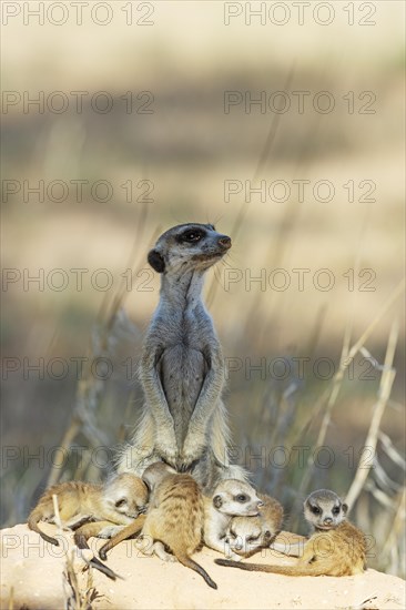 Suricate