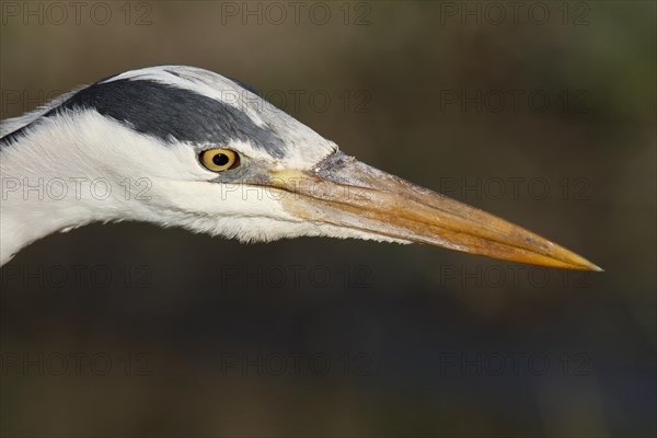 Grey heron