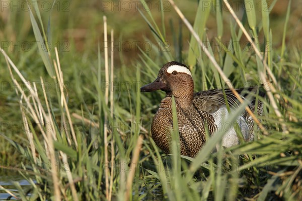 Garganey