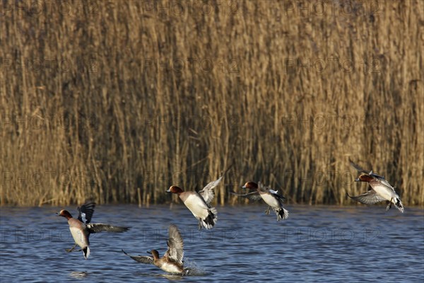 Eurasian wigeon