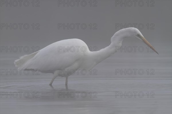 Great egret