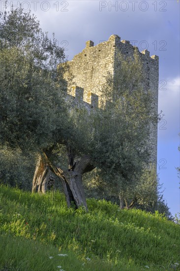 Ancient olive trees and city wall of