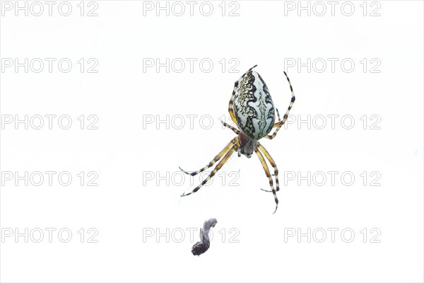 Oak leaf spider