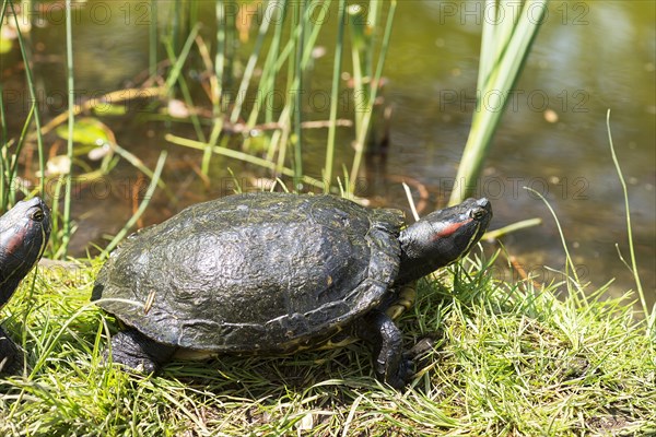 Red-cheeked ornate turtle