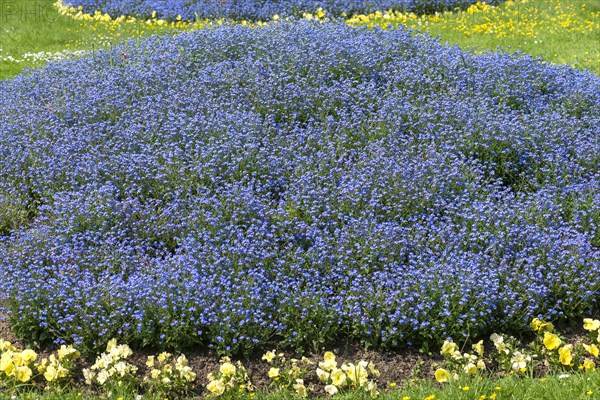 Flowering forget-me-nots