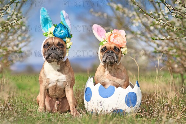 French Bulldog dogs with easter bunny costume ears sitting in giant egg on meadow with cherry blossom trees