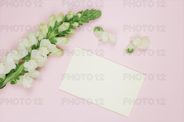 Snapdragons white flower with blank white card against pink background