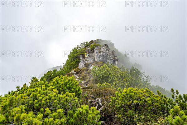 Mountaineer on the foggy ridge of the Katzenkopf covered with mountain pines