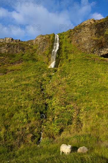 Sheep in front of waterfall in South Iceland