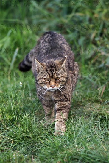 European wildcat