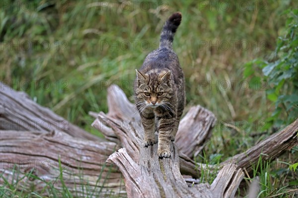 European wildcat