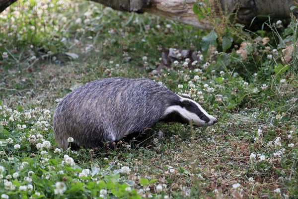 European badger