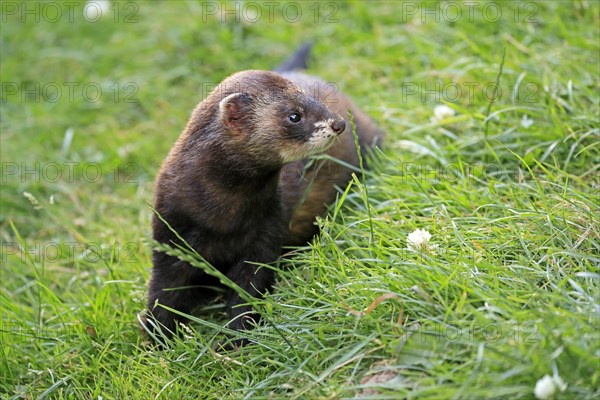 European polecat