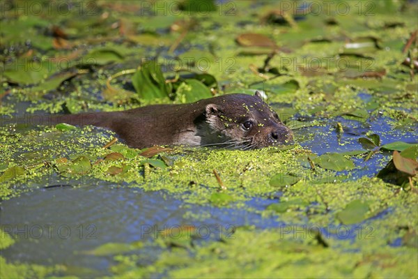 European otter