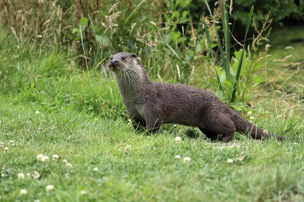 European otter