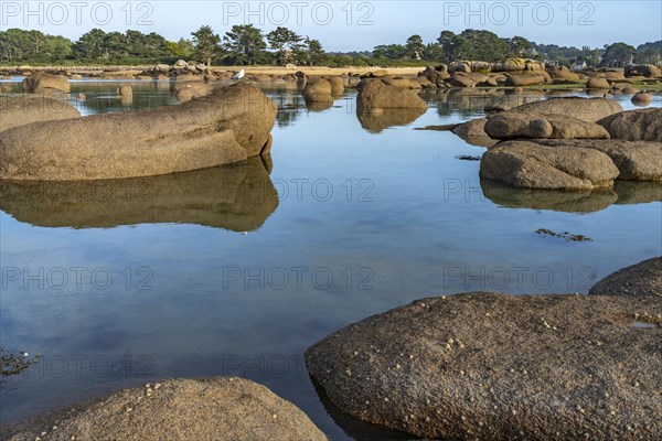 The rocks of the pink granite coast Cote de Granit Rose at the Baie de Sainte Anne near Tregastel