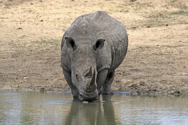 White rhinoceros