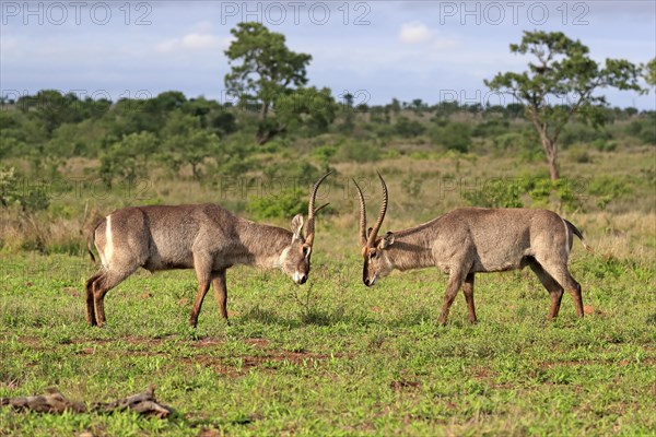 Ellipsen waterbuck