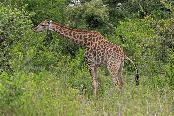 Southern giraffe