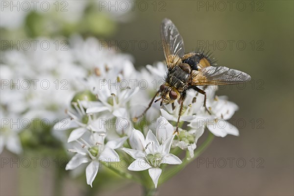 Hedgehog fly