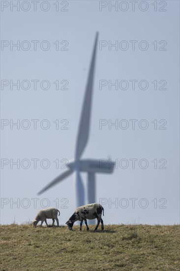 Sheep standing on a dike by the sea in front of a wind turbine for wind energy